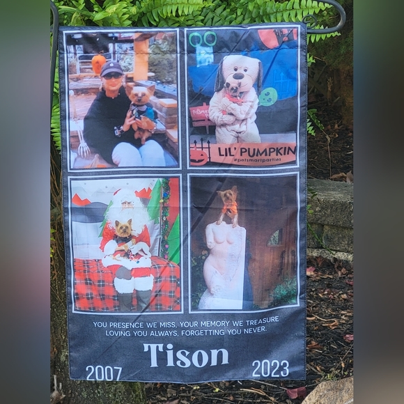 My yorkie has passed my heart is broken ๐ But Above My New Puppy A Fab Gift - Picture 11 of 14